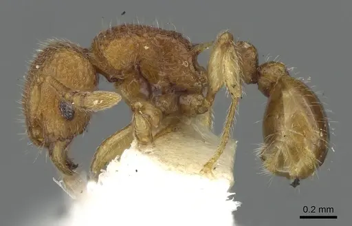 Tetramorium seneb specimen CASENT0901093 image casent0901093_3
