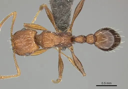 Tetramorium sepositum specimen CASENT0249036 image casent0249036_1