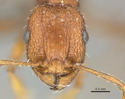 Tetramorium sepositum specimen CASENT0249036 image casent0249036_2