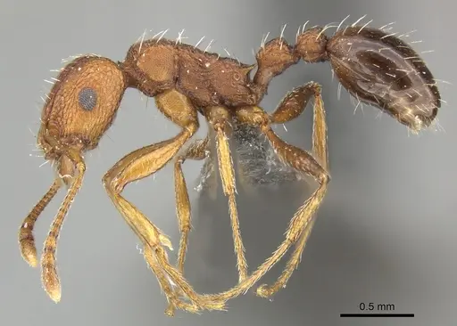 Tetramorium sepositum specimen CASENT0249036 image casent0249036_3