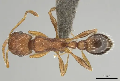 Tetramorium sepositum specimen CASENT0253101 image casent0253101_1