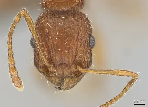 Tetramorium sepositum specimen CASENT0253101 image casent0253101_2