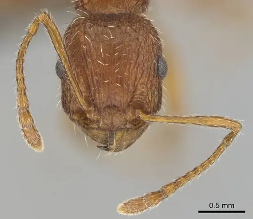 Tetramorium sepositum specimen CASENT0253101 image casent0253101_3