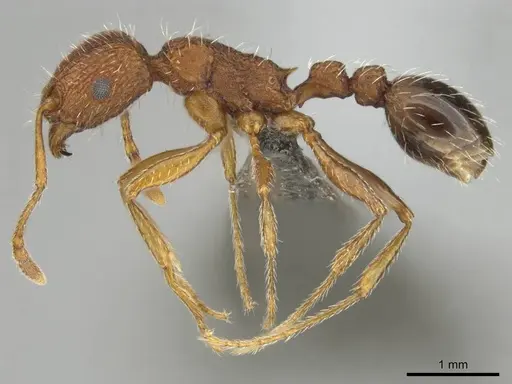 Tetramorium sepositum specimen CASENT0253101 image casent0253101_4