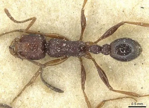 Tetramorium sepositum specimen CASENT0915056 image casent0915056_1