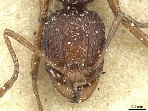 Tetramorium sepositum specimen CASENT0915056 image casent0915056_2