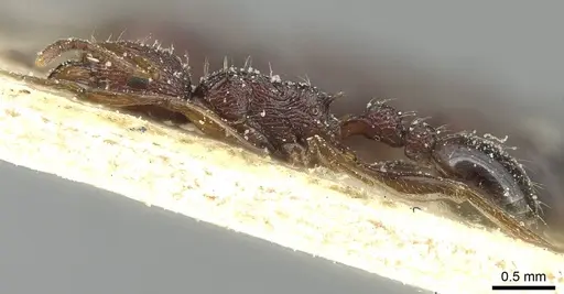 Tetramorium sepositum specimen CASENT0915056 image casent0915056_3