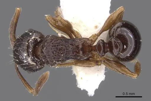 Tetramorium sepultum specimen CASENT0901160 image casent0901160_1