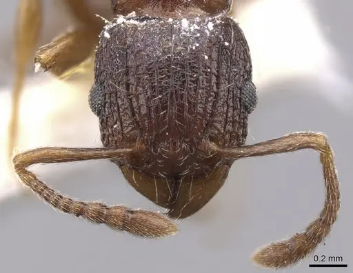 Tetramorium sepultum specimen CASENT0901160 image casent0901160_2