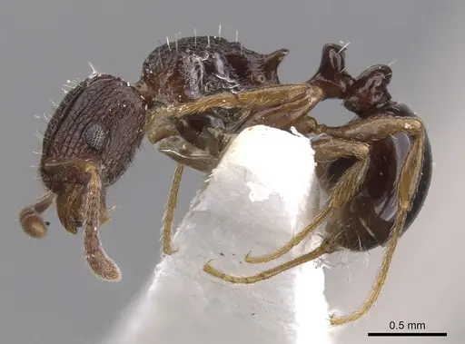 Tetramorium sepultum specimen CASENT0901160 image casent0901160_3