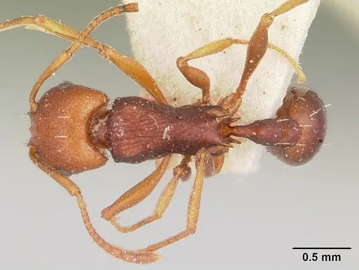 Tetramorium sericeiventre specimen CASENT0101265 image casent0101265_1