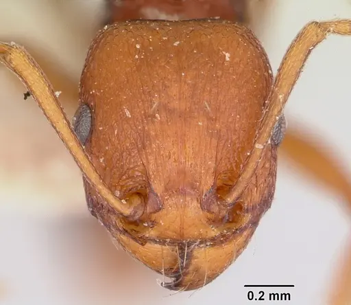 Tetramorium sericeiventre specimen CASENT0101265 image casent0101265_2