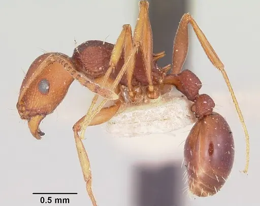 Tetramorium sericeiventre specimen CASENT0101265 image casent0101265_3