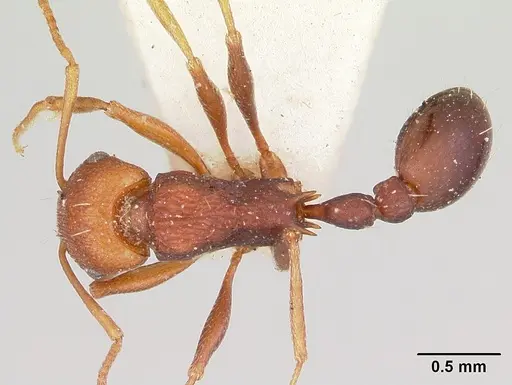 Tetramorium sericeiventre specimen CASENT0101266 image casent0101266_1
