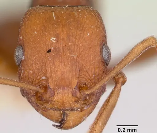 Tetramorium sericeiventre specimen CASENT0101266 image casent0101266_2