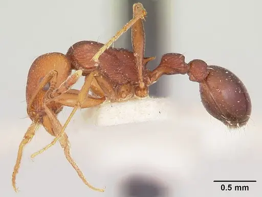Tetramorium sericeiventre specimen CASENT0101266 image casent0101266_3