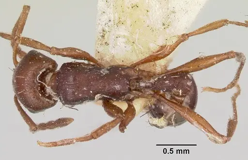 Tetramorium sericeiventre specimen CASENT0101267 image casent0101267_1