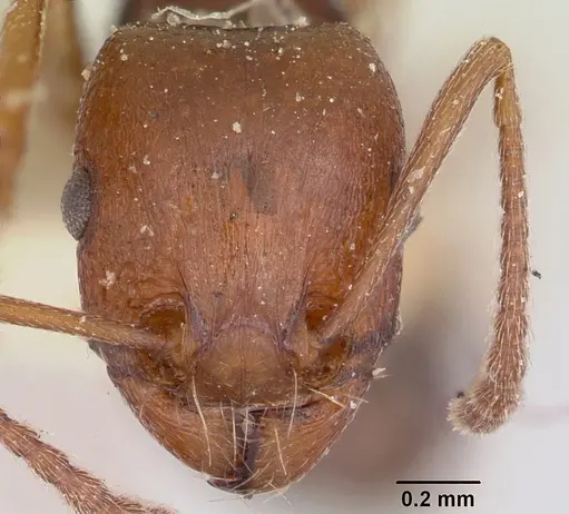 Tetramorium sericeiventre specimen CASENT0101267 image casent0101267_2