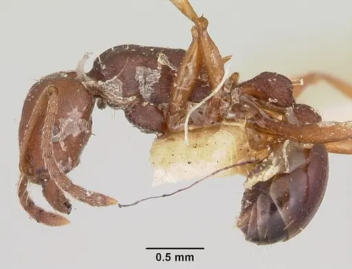 Tetramorium sericeiventre specimen CASENT0101267 image casent0101267_3