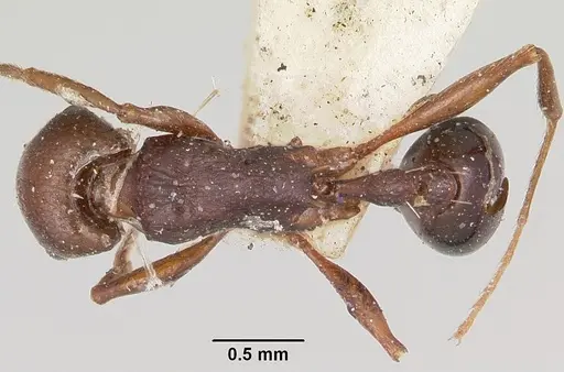 Tetramorium sericeiventre specimen CASENT0101268 image casent0101268_1