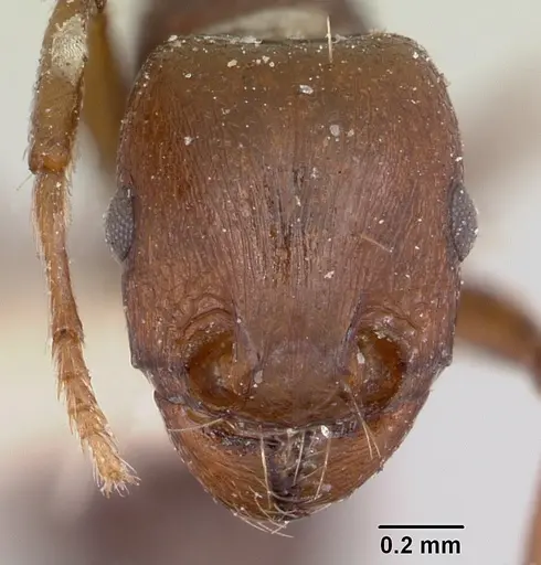 Tetramorium sericeiventre specimen CASENT0101268 image casent0101268_2