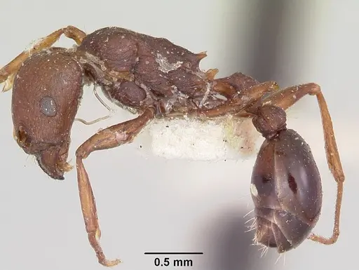 Tetramorium sericeiventre specimen CASENT0101268 image casent0101268_3