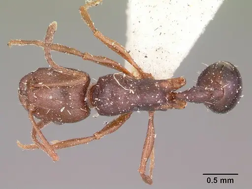 Tetramorium sericeiventre specimen CASENT0101269 image casent0101269_1