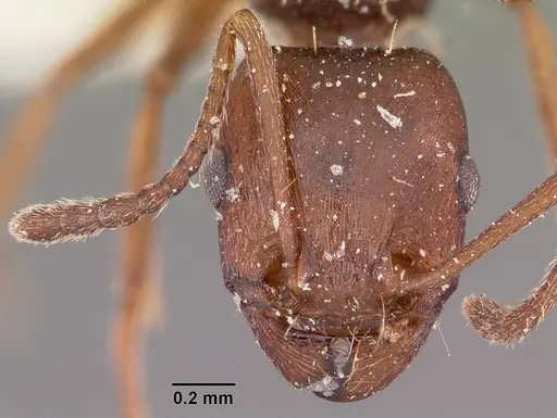 Tetramorium sericeiventre specimen CASENT0101269 image casent0101269_2