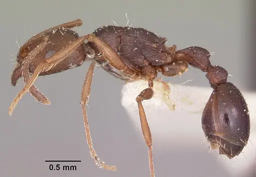 Tetramorium sericeiventre specimen CASENT0101269 image casent0101269_3