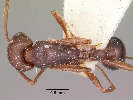 Tetramorium sericeiventre specimen CASENT0101270 image casent0101270_1