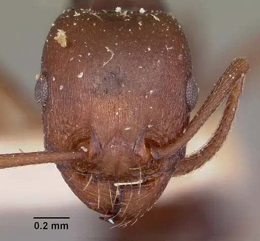 Tetramorium sericeiventre specimen CASENT0101270 image casent0101270_2