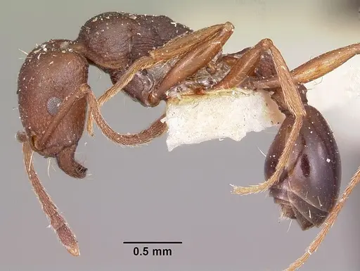 Tetramorium sericeiventre specimen CASENT0101270 image casent0101270_3
