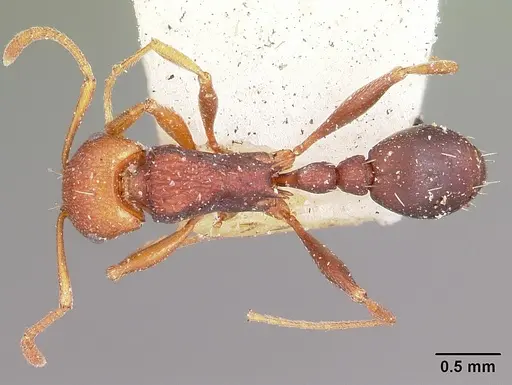 Tetramorium sericeiventre specimen CASENT0101283 image casent0101283_1