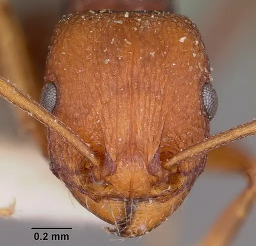 Tetramorium sericeiventre specimen CASENT0101283 image casent0101283_2