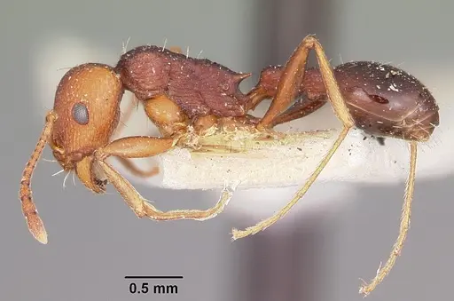 Tetramorium sericeiventre specimen CASENT0101283 image casent0101283_3