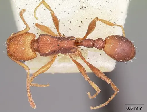 Tetramorium sericeiventre specimen CASENT0101284 image casent0101284_1
