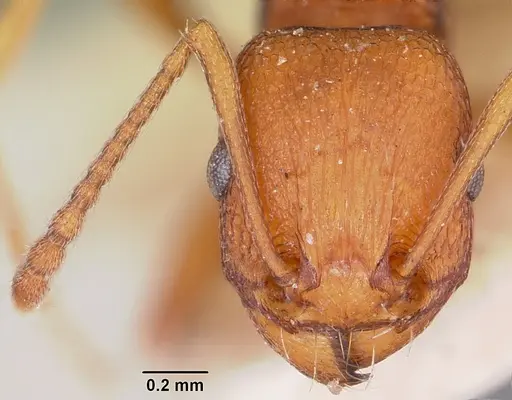 Tetramorium sericeiventre specimen CASENT0101284 image casent0101284_2