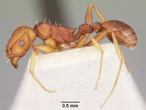 Tetramorium sericeiventre specimen CASENT0101284 image casent0101284_3