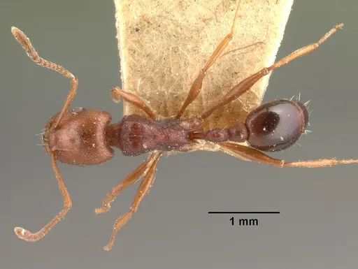 Tetramorium sericeiventre specimen CASENT0101476 image casent0101476_1
