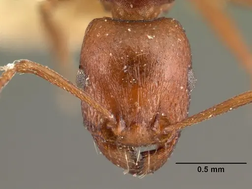 Tetramorium sericeiventre specimen CASENT0101476 image casent0101476_2