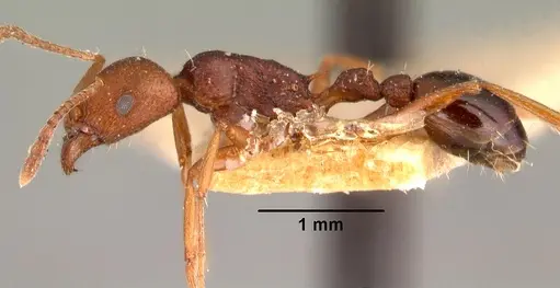 Tetramorium sericeiventre specimen CASENT0101476 image casent0101476_3