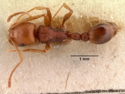 Tetramorium sericeiventre specimen CASENT0101483 image casent0101483_1