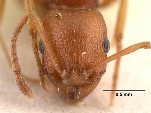 Tetramorium sericeiventre specimen CASENT0101483 image casent0101483_2
