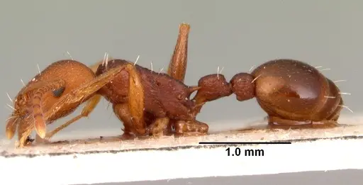 Tetramorium sericeiventre specimen CASENT0101483 image casent0101483_3