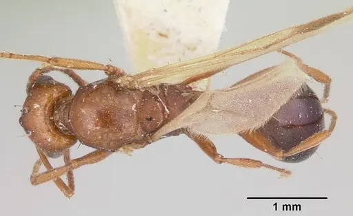 Tetramorium sericeiventre specimen CASENT0101997 image casent0101997_1