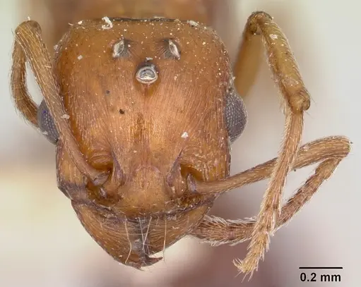 Tetramorium sericeiventre specimen CASENT0101997 image casent0101997_2