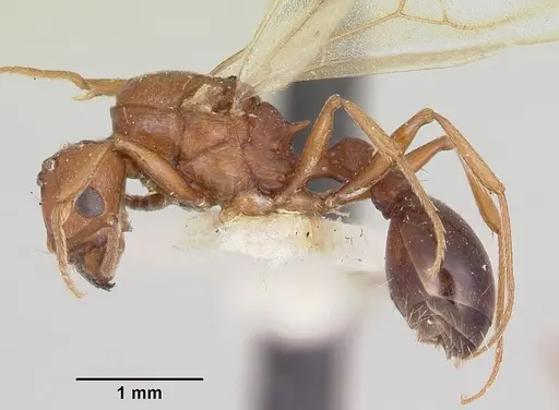 Tetramorium sericeiventre specimen CASENT0101997 image casent0101997_3