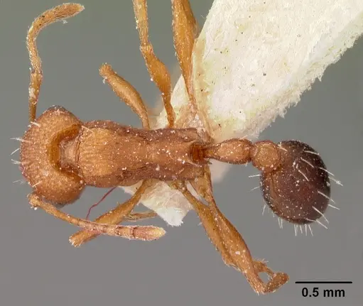 Tetramorium sericeiventre specimen CASENT0102073 image casent0102073_1