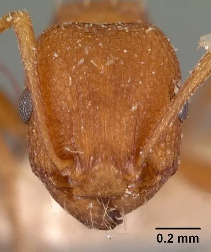 Tetramorium sericeiventre specimen CASENT0102073 image casent0102073_2