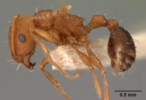 Tetramorium sericeiventre specimen CASENT0102073 image casent0102073_3